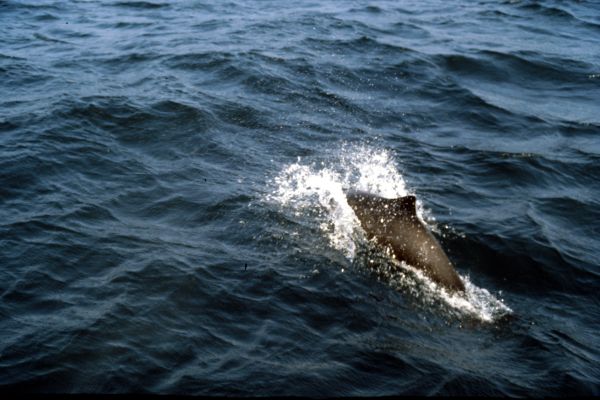 A Porpoise followes the boat.