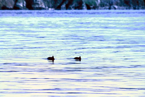 Two Neesiks come up for air on a calm day