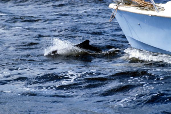 A porpoise rides on a bow wave