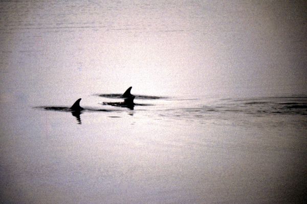 Risso's Dolphins