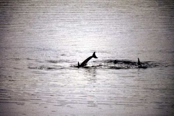 Risso's Dolphins playing around