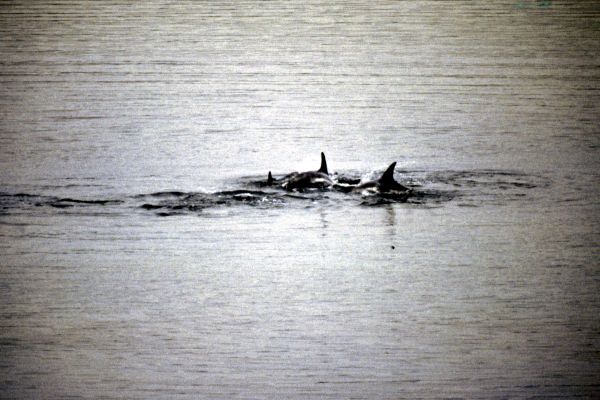 Risso's Dolphins in the calm water
