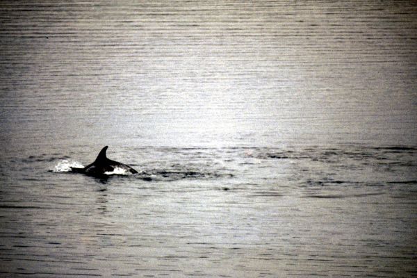 Risso's Dolphin.