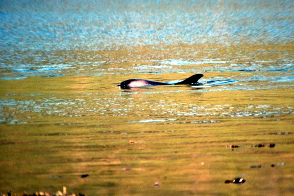 A White Sided Dolphin on a calm day