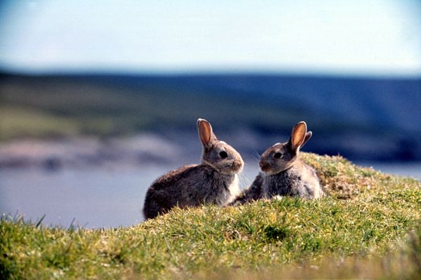 Young Rabbits