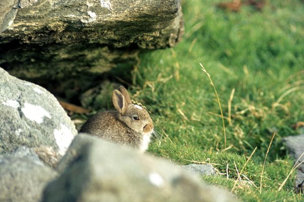 A young Rabbit on Hascosay.