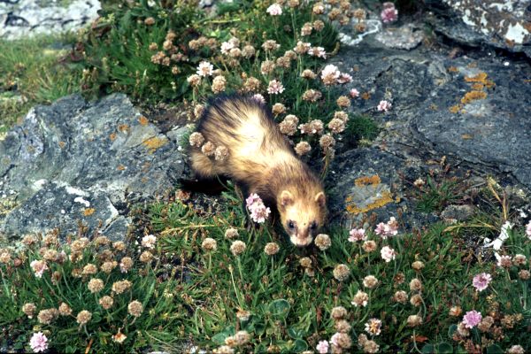 A Ferret hunts near the shore.