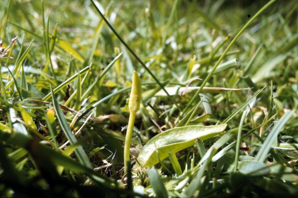 Small Adder's Tongue grows among the grass