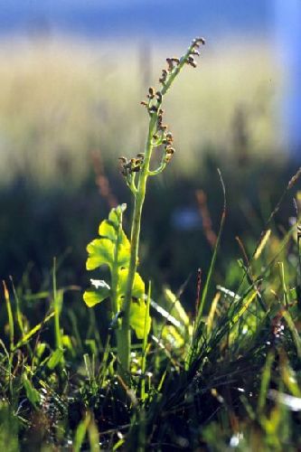 The sun shines on some Moonwort