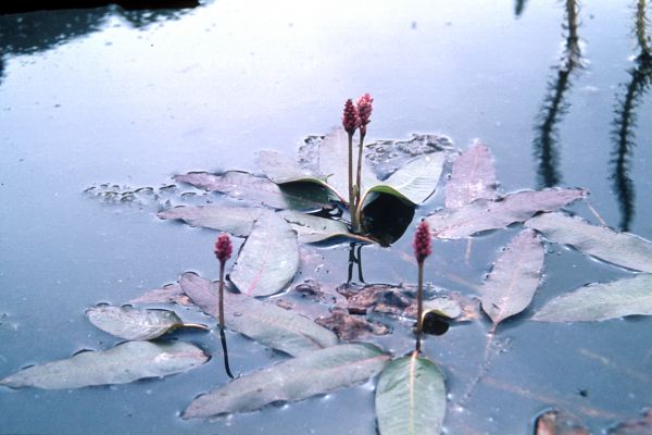 Four stalks emerge from the water