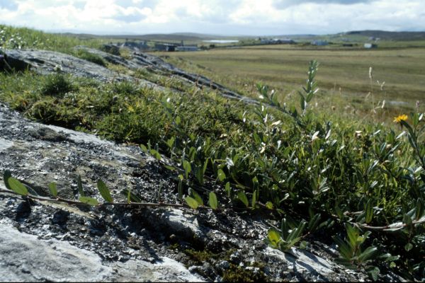 Creeping Willow grows against an exposed rock