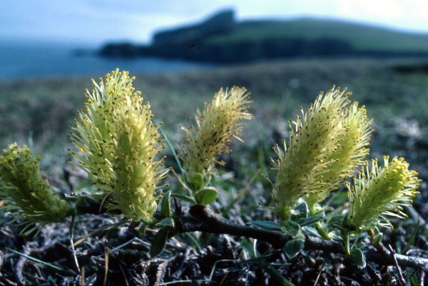 Creeping Willow flowers in close-up