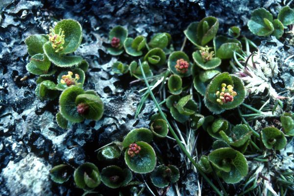 Dwarf Willow in close-up