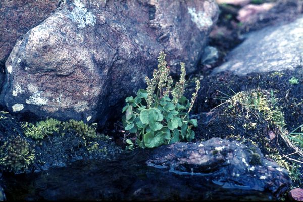 Mountain Sorrel grows by a small pool