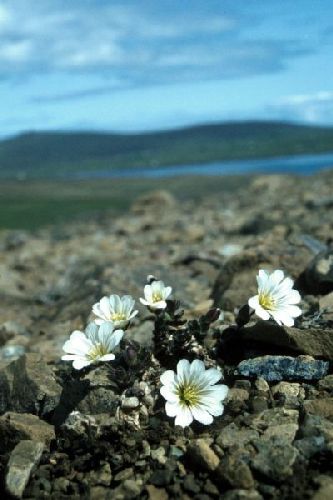 Shetland Mouse-ear growing on stony ground