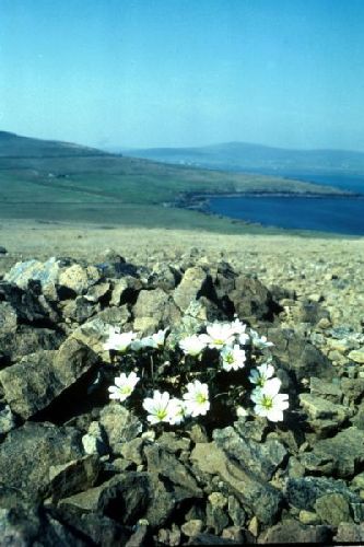 Shetland Mouse-ear surviving between the stones.