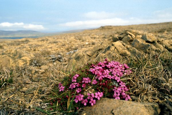 Moss Campion growing on a rocky hilltop