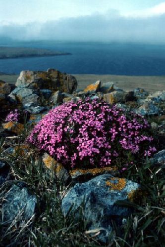 Moss Campion among a cluster of rocks
