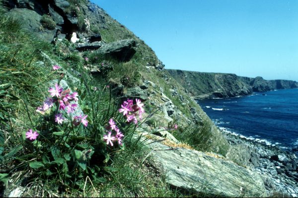 Red Campion growing on a cliff face