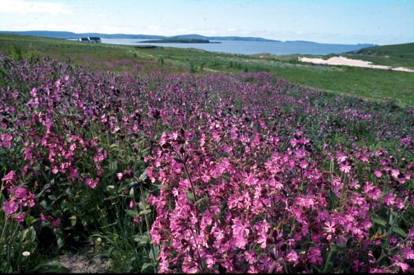 A field of Red Campion