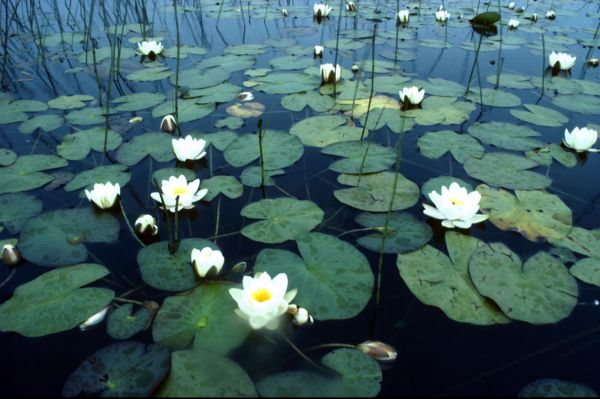 White Water-lilies on a loch