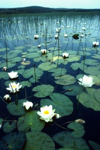 White Water-lilies at the edge of a loch