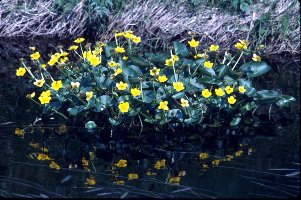 Marsh Marigolds at the waters edge