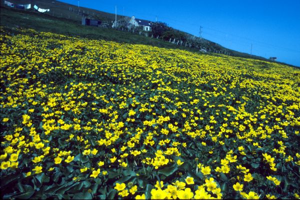 A field of Marsh Marigolds