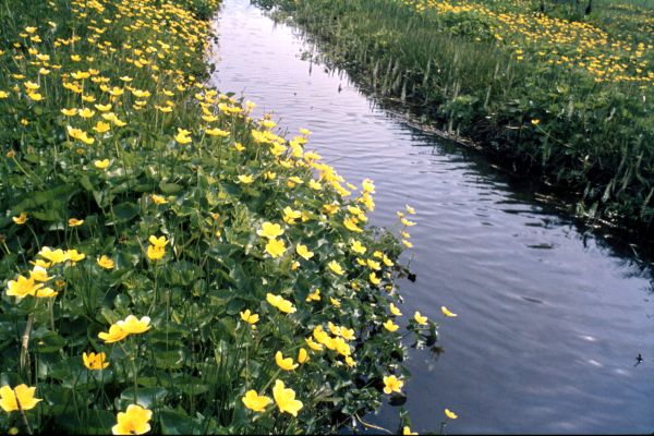 Marsh Marigolds border a burn