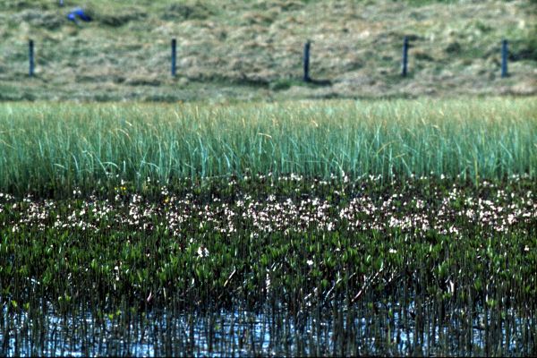 Bogbean growing by a loch