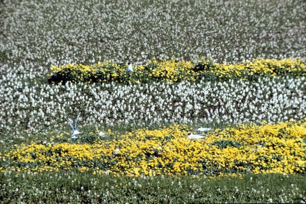 Marsh Marigolds and Bogbean