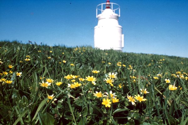 Lesser Celandine by a lighthouse