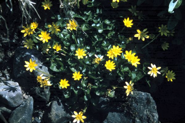 Lesser Celandine growing between the stones