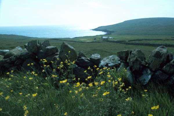 Meadow Buttercups in the shelter of a dyke