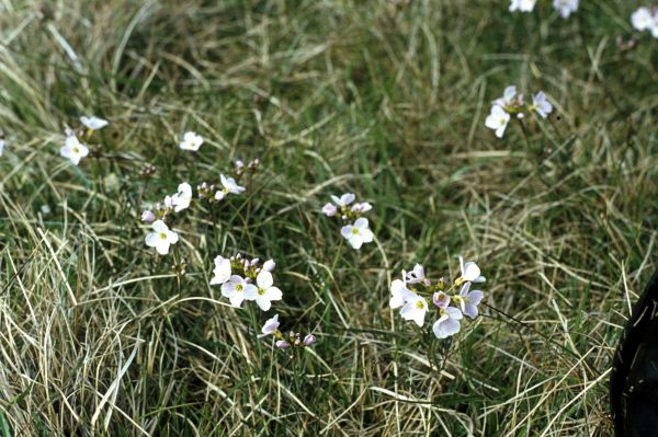 Cuckoo Flower growing among the meadow grass