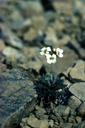 Northern Rock-cress between the rocks