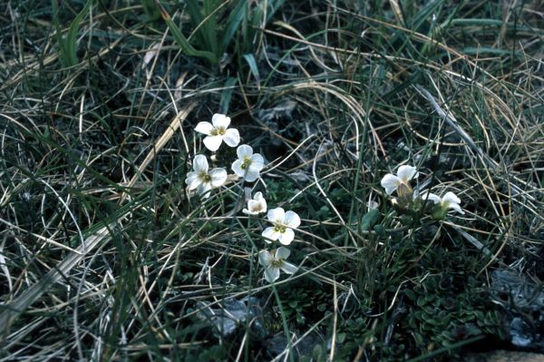 Northern Rock-cress in the grass
