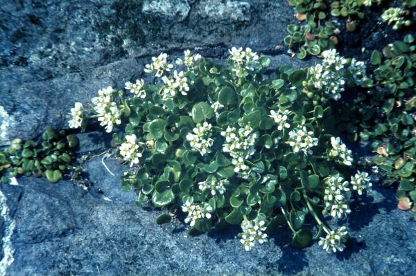 Common Scurvygrass growing over rocks