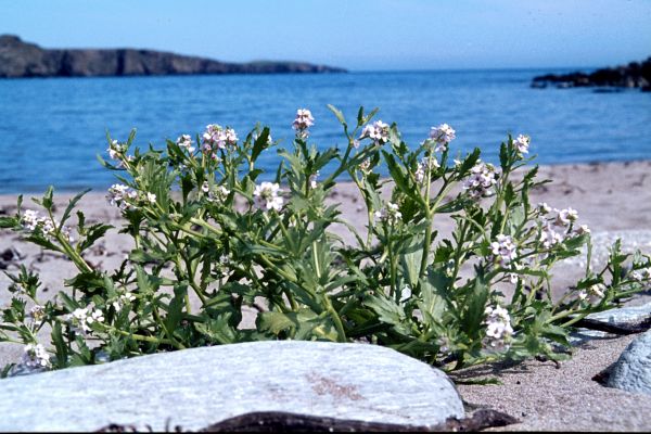 Sea Rocket on the beach