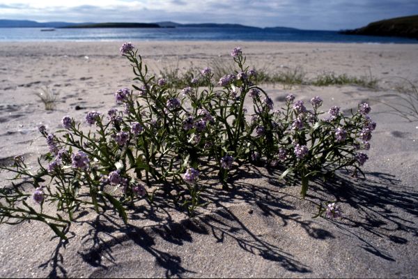 Sea Rocket casting shadows on the beach