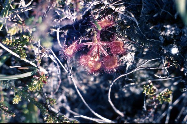 Round-leaved Sundew in close-up