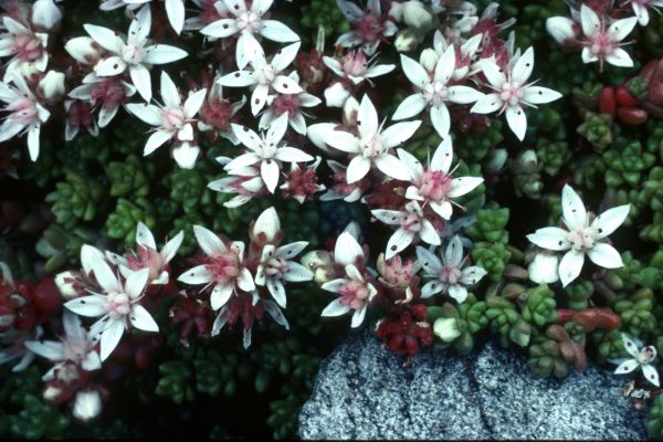 English Stonecrop flowers in close-up