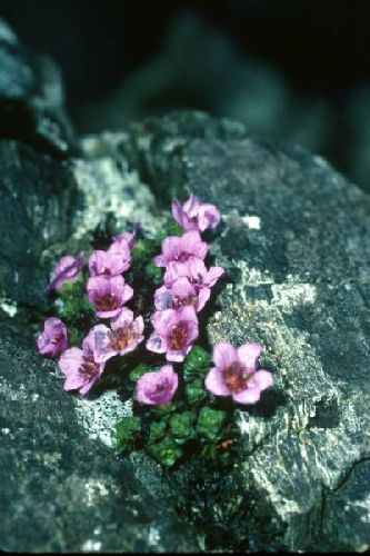 Purple Saxifrage in a crack in the rock