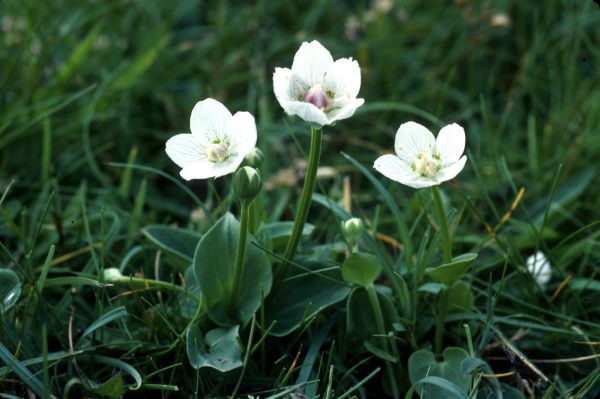 Grass-of-Parnassus flowering on Spiggie Links