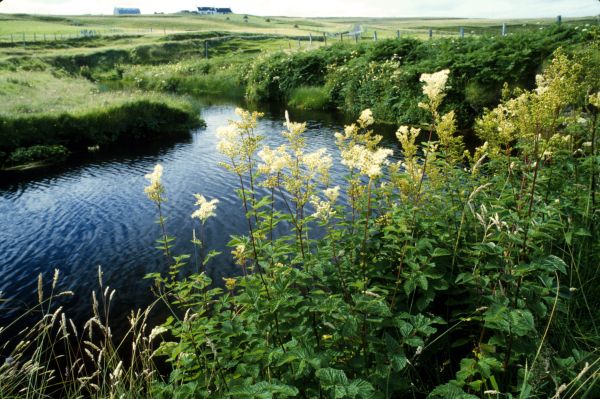 Meadowsweet