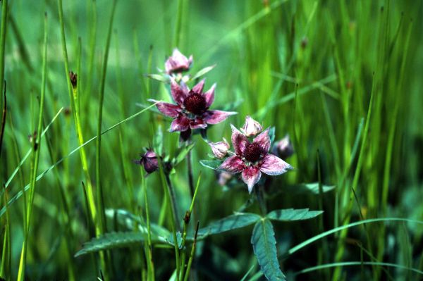 Marsh Cinquefoil flowers in close-up