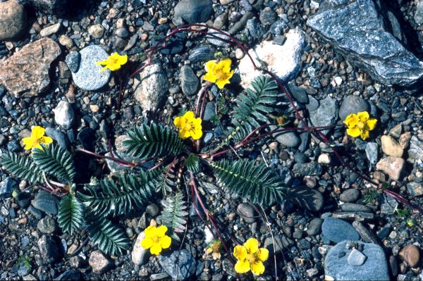 Silverweed grows on pebbled ground