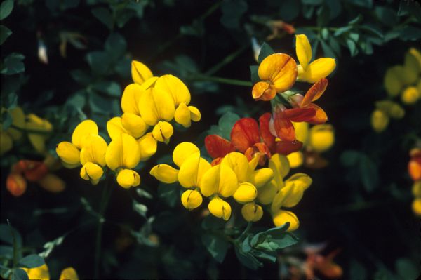 Bird's-foot-trefoil flowers in close-up