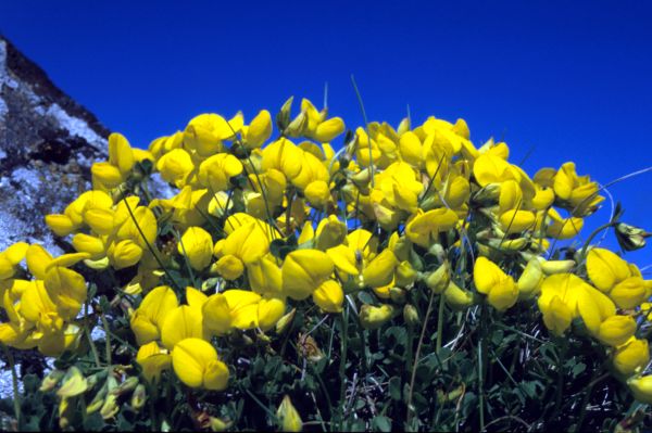 Bird's-foot-trefoil against a blue sky