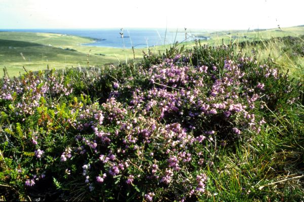 A clump of heather on the hill